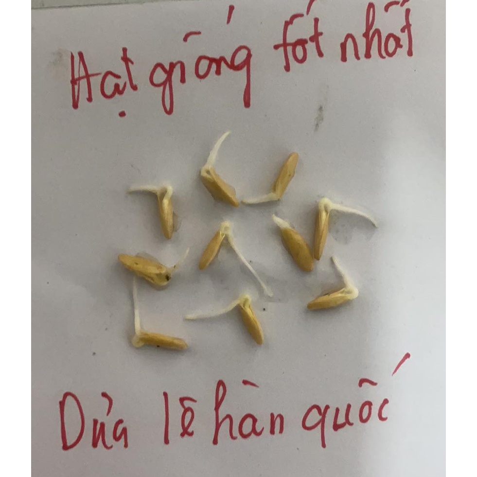 Dưa lê hàn quốc ruột cam Won Yeong nảy mầm 100% có gói 34, 68 hoặc 102 hạt