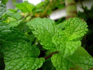 Hạt giống Húng bạc hà