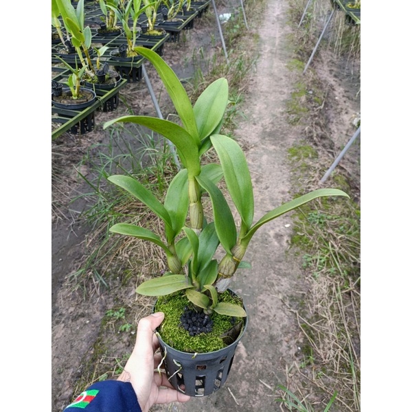 Dendro nắng vàng tia siêng hoa lâu tàn cây trưởng thành