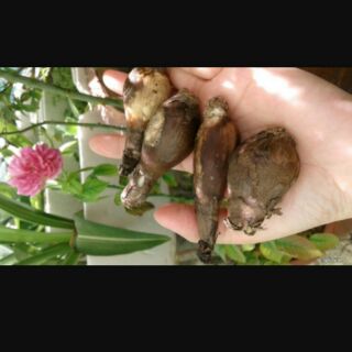 1 Củ bỉ ngạn mix màu