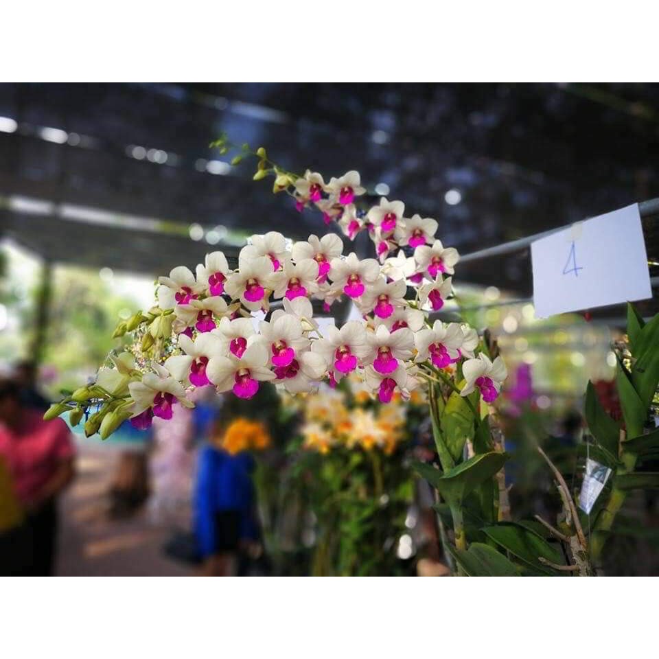 Lan giống dendro nhiều màu cao 15-20cm