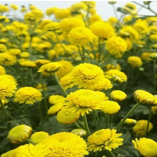 Hạt Giống Hoa Tiểu Kim Cúc - Gói 0,1g