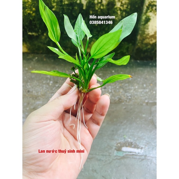 Cây thuỷ sinh lan nước mini , siêu rẻ chỉ 5️⃣ k 1 bụi