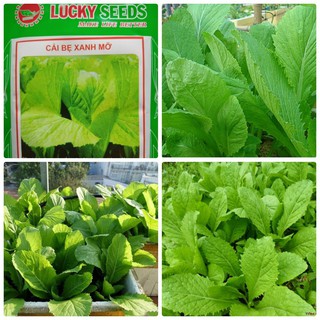 Hạt giống rau Cải bẹ xanh mỡ - 1 gói 20gram