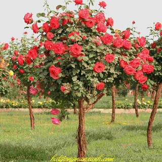 [Gói 50 Hạt] Hạt Giống Hoa Hồng Thân Gỗ Mix Đủ Màu (tặng kèm phân)
