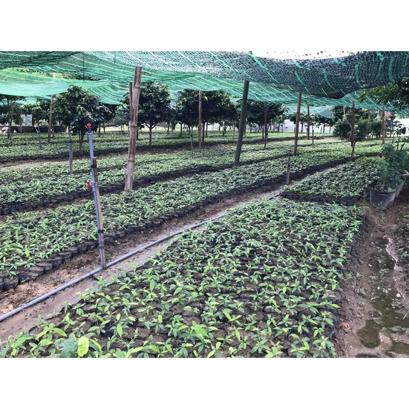 sét 10kg bầu ươm số lượng nhiều đủ các cỡ -hàng loại 1- giá ưu đãi