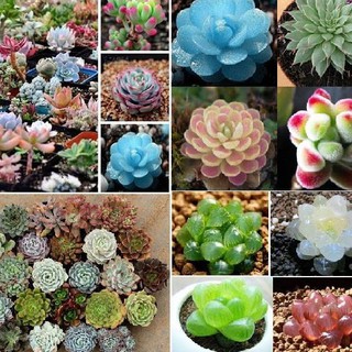 Hạt giống sen đá mix màu 1 gói 200 hạt