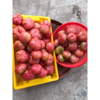 Hạt giống cà chua múi Nga
