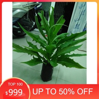 03 cây bồ công anh giống 981sp