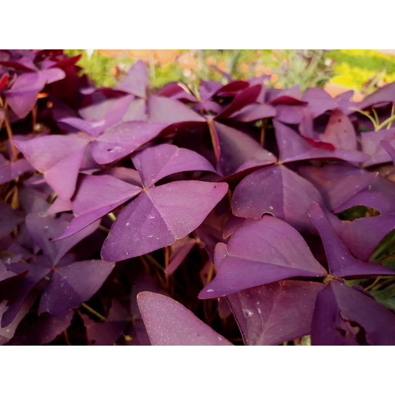 Củ cây bướm đêm (3 củ) SONDA garden, cây cảnh trang trí nhà cửa, lỗi 1 đổi 1