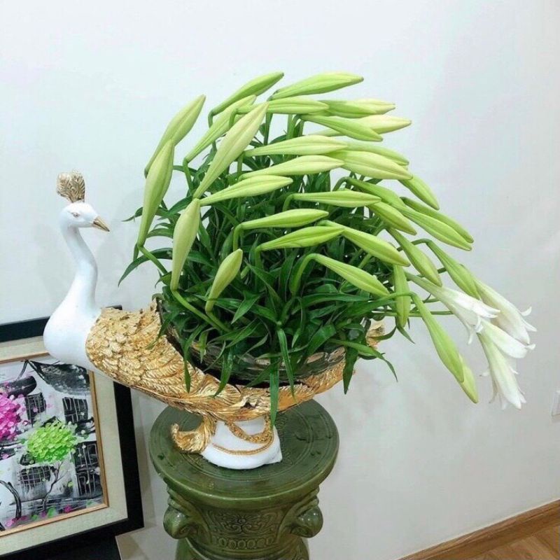 ✅ KHAY CÔNG ĐA NĂNG ĐỰNG TRÁI CÂY, CẮM HOA TƯƠI