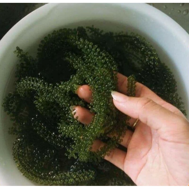 [ RẺ VÔ ĐỊCH] Rong Nho Tách Nước Trí Tín_ Rong Nho Khô ( Nha Trang - Khánh Hòa) - Hộp 200g -10 gói - công nghệ Nhật Bản | BigBuy360 - bigbuy360.vn