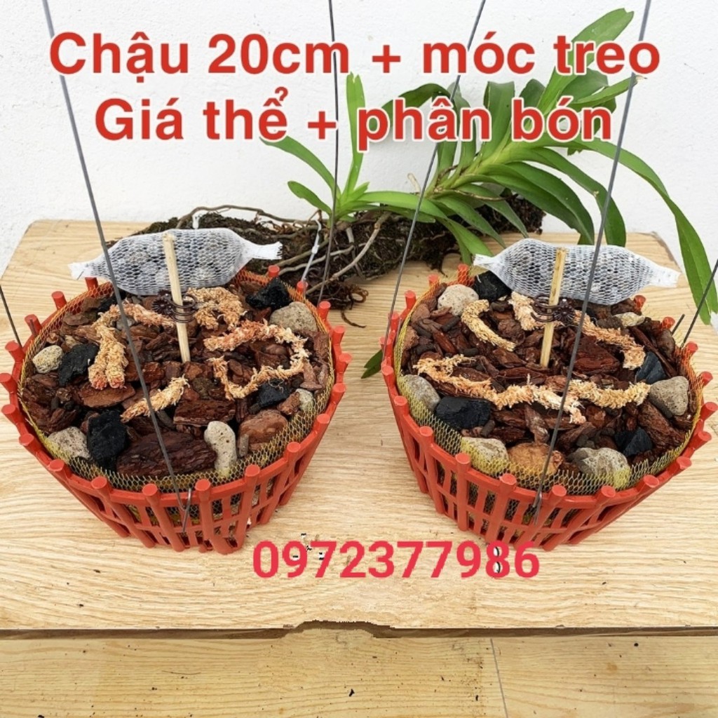 2 Chậu giá thể trồng lan hoàn chỉnh về chỉ việc chơi CB2GTL