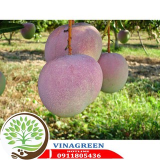 cây giống xoài úc