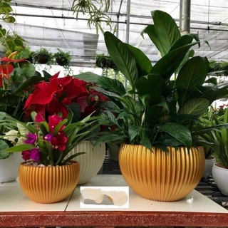 (ẢNH THẬT) Chậu Gân sọc để bàn màu Vàng Đồng, màu trắng trồng hoa Tết, hàng đẹp và sẵn kho