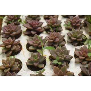 sen đá đá đỏ mini 2-4cm