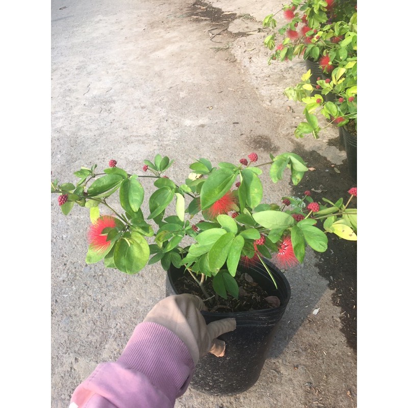 Cây điệp lào