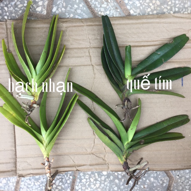 Lan combo 2 bạch nhạn - 2 quế tím