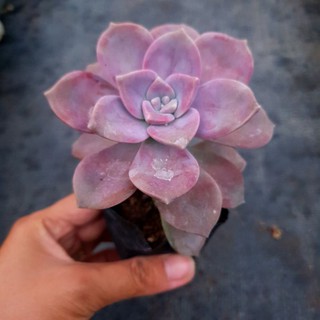 Sen đá hồng mập