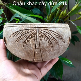 Chậu gáo dừa nghệ thuật