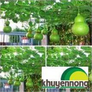 6 HẠT GIỐNG BẦU HỒ LÔ MINI