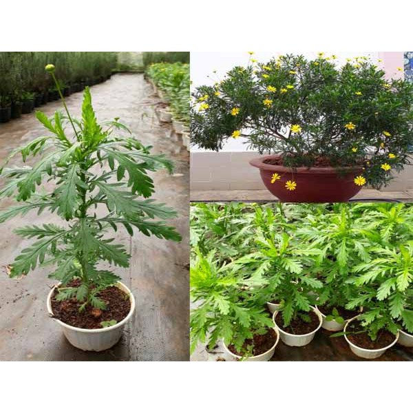 Hạt Giống Hoa Cúc Thân Gỗ F1 Loại siêu dễ trồng hoa nở đẹp [ gói 50gram,100gram,200gram ]