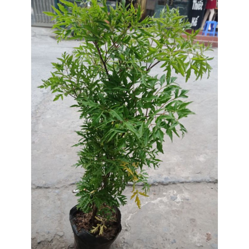 cây  đinh  lăng nhỡ
