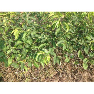 Giống Cây Lê Vàng