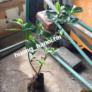 Cây bạch thiên hương sz nhỡ