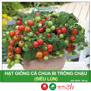 Hạt Giống Cà Chua Bi Lùn Trồng Chậu - Ra Nhiều Quả, Cây Sinh Trưởng Nhanh