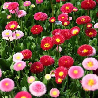 Hạt giống hoa cúc daisy italy vtp71 | vạn tín store