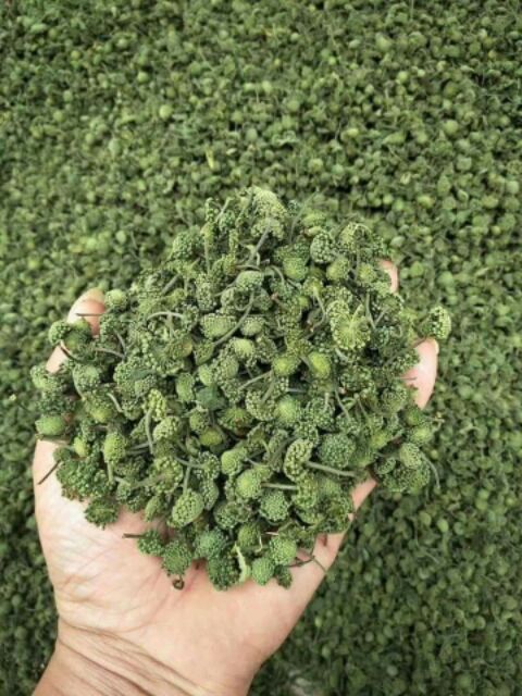 Nụ tam thất khô 100G điều hòa huyểt áp