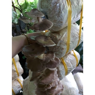 phôi nấm bào ngư xám