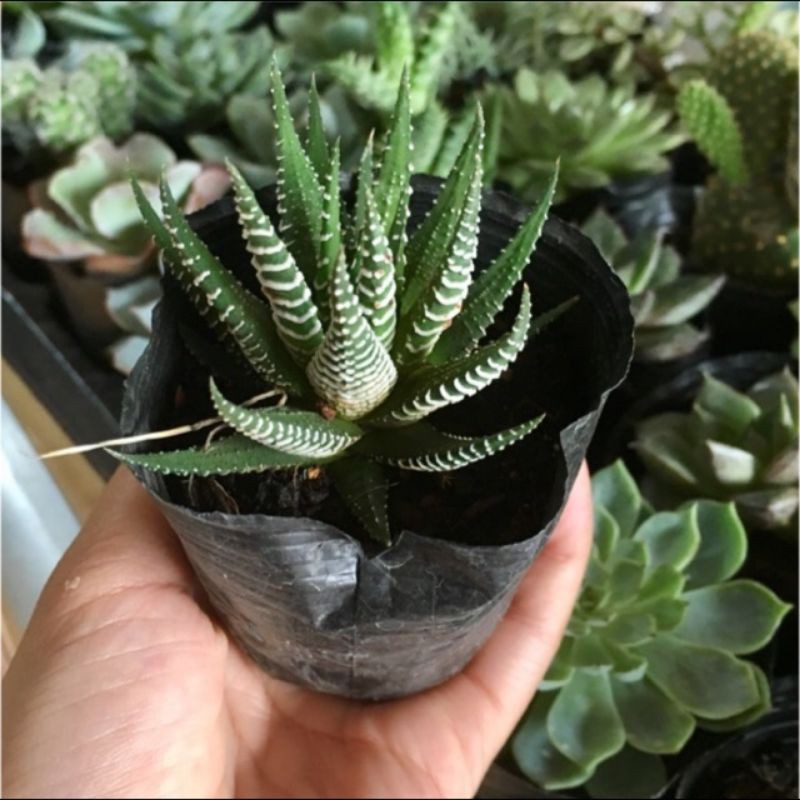 Cây Sen đá móng rồng🌵FREESHIP🔥Hư 1 đổi 1🌟  size bầu nhỏ 6cm