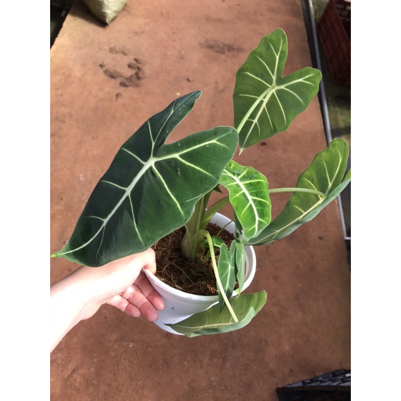 Môn nhung Alocasia Frydek