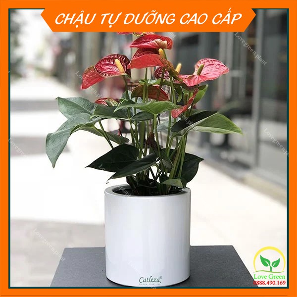 Chậu Sơn Trụ Tròn 💚Trồng Cây Cảnh Hoa Kiểng💚 Để Bàn Làm Việc Tự Dưỡng, Tự Tưới Trang Trí Nội Thất Văn Phòng Nhựa CATLEZA