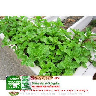 Hạt giống húng bạc hà 50h