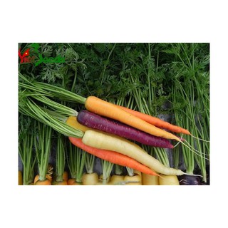 Gói 40 hạt giống Cà Rốt Mix Màu