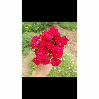 Mười giờ Thái kép mix nhiều màu ( 27màu )