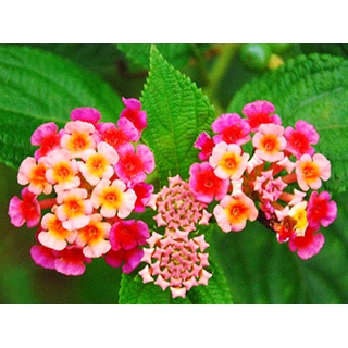 Hạt Giống Hoa Ngũ Sắc 50 hạt (tặng kèm phân)