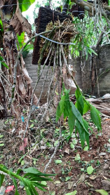 Hoa phong lan phi điệp vàng tây bắc