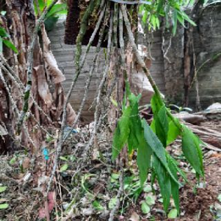 Hoa phong lan phi điệp vàng tây bắc