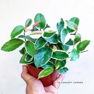 Cẩm cù đột biến