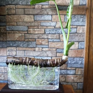 củ cây ráy làm cảnh