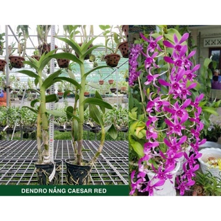 Hoa lan hoàng đế đỏ GỬI NGUYÊN CHẬU PHI 12