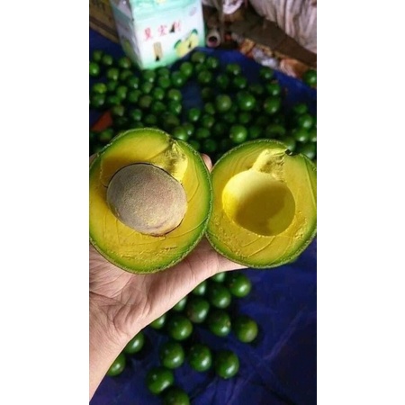 Bơ booth Lâm Đồng