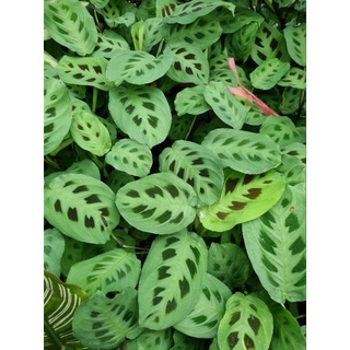 cây đuôi công Maranta leuconeura
