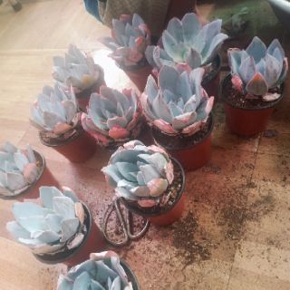 Echeveria Sangusta