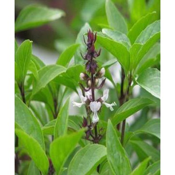 Hạt giống rau Húng Quế cao sản