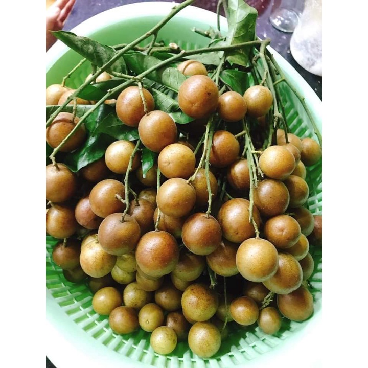 Ô Mai   quất hồng bì không hạt 500 gra